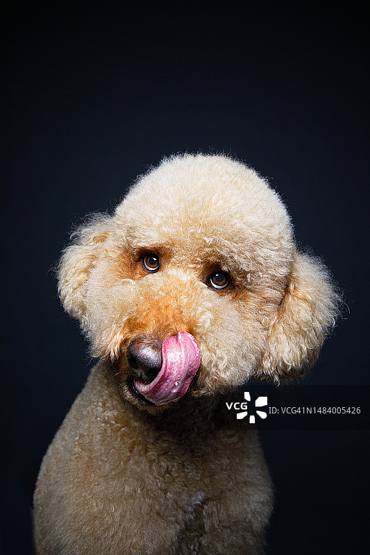 标准贵宾犬图片素材