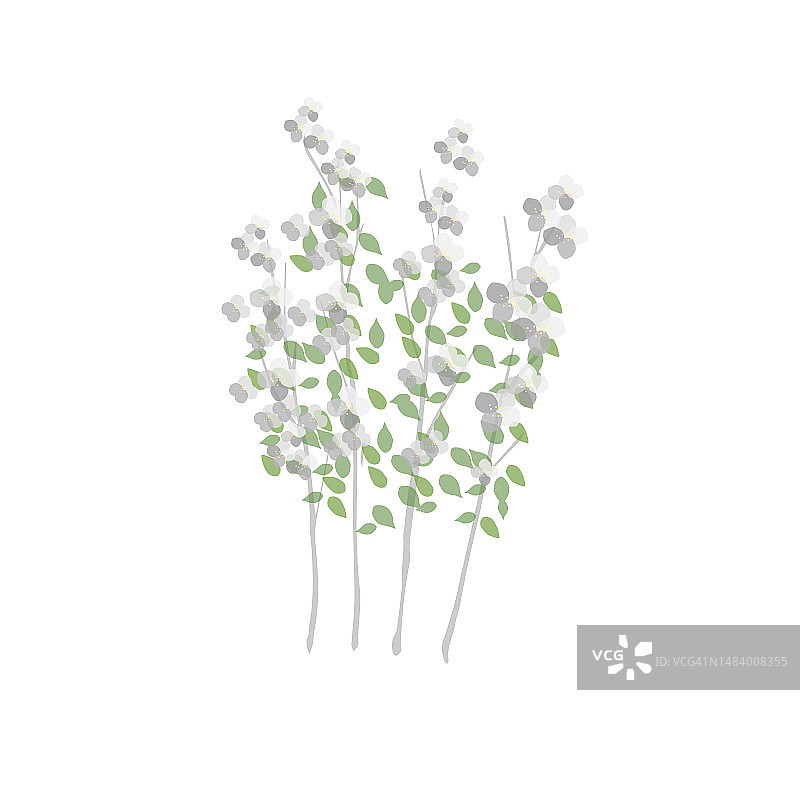 高大的树木、灌木图片素材