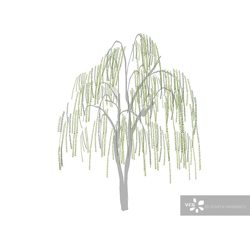 植物园，垂柳，等待图片素材