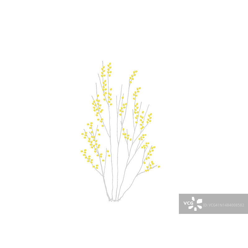 柳树，自由图片素材