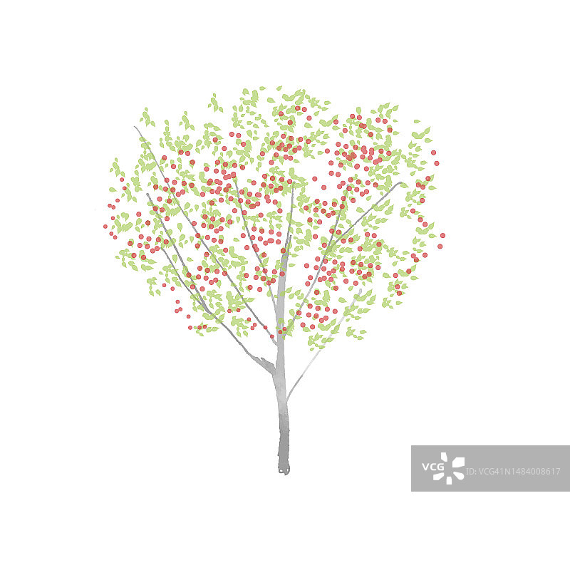 害羞的樱桃树图片素材