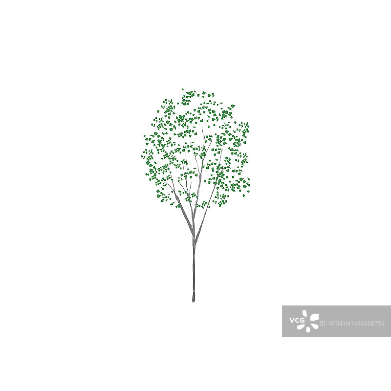 桉树、家庭幸福与和平图片素材