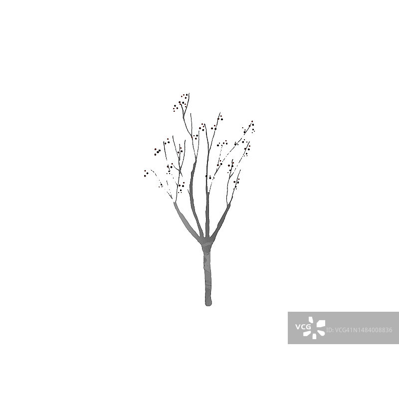 杏树，果实图片素材