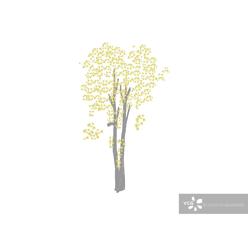 郁金香树，田园之乐图片素材