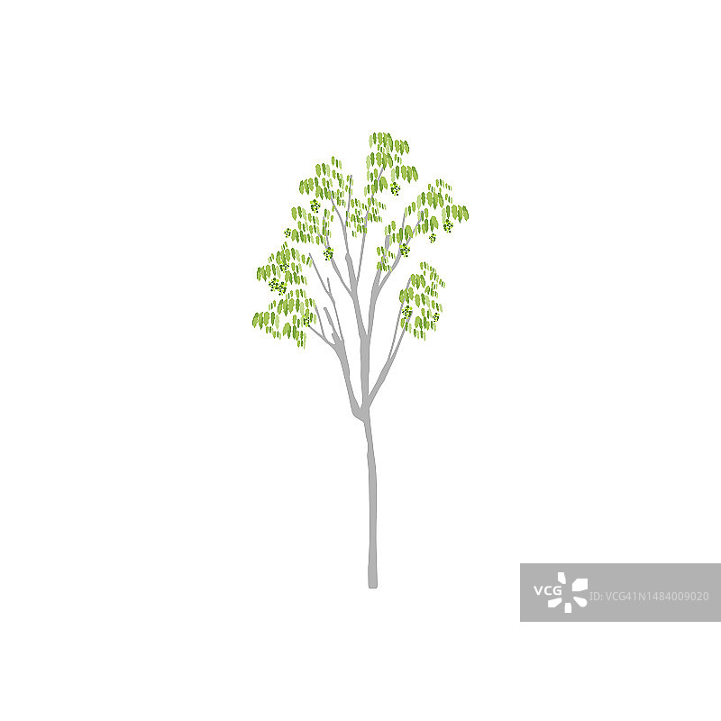 黄色松树，隐藏的宝藏图片素材