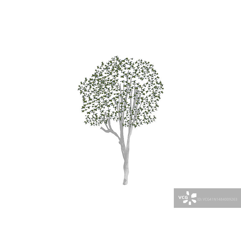 象征公平与坚韧的橡树图片素材