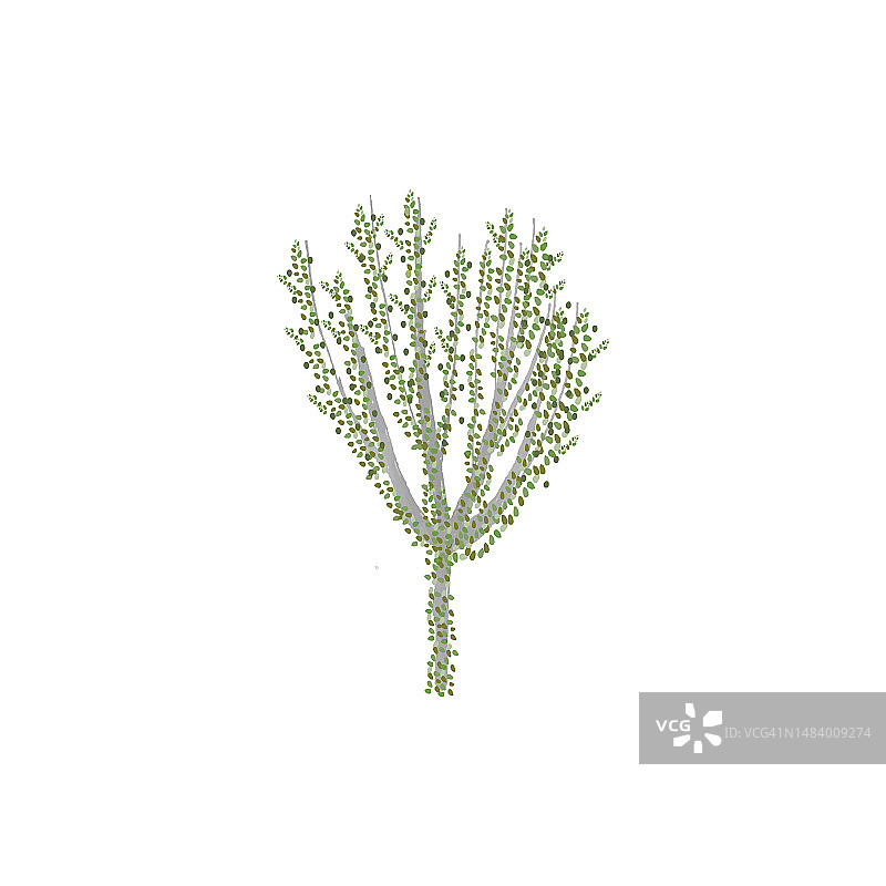 梅花，高洁，忠贞图片素材