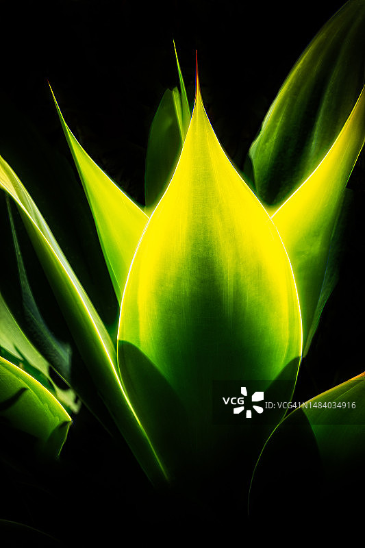 发光龙舌兰叶图片素材