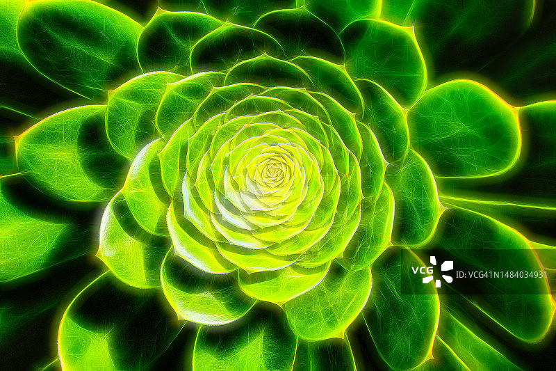 发光的多肉植物图片素材