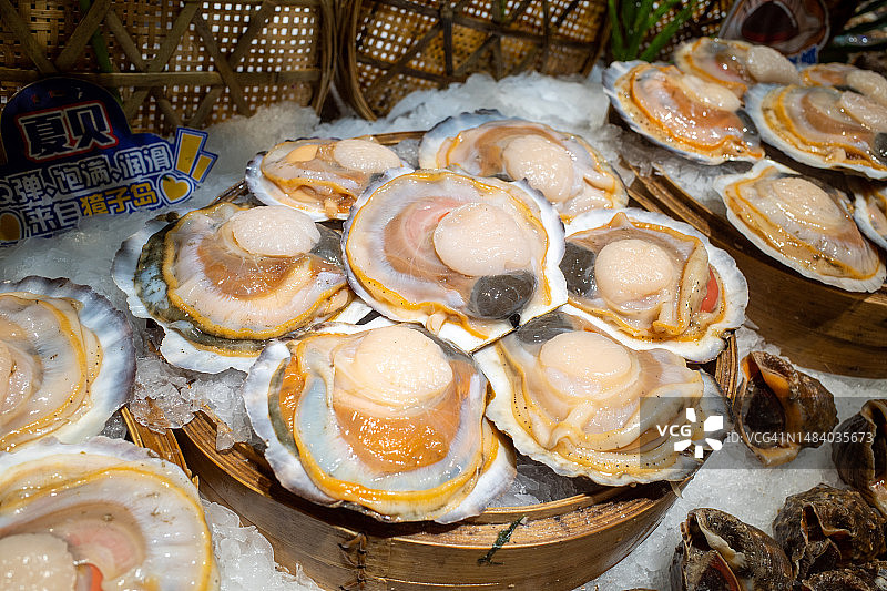 可选择的扇贝图片素材