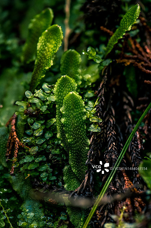 地钱和紫萼苔图片素材