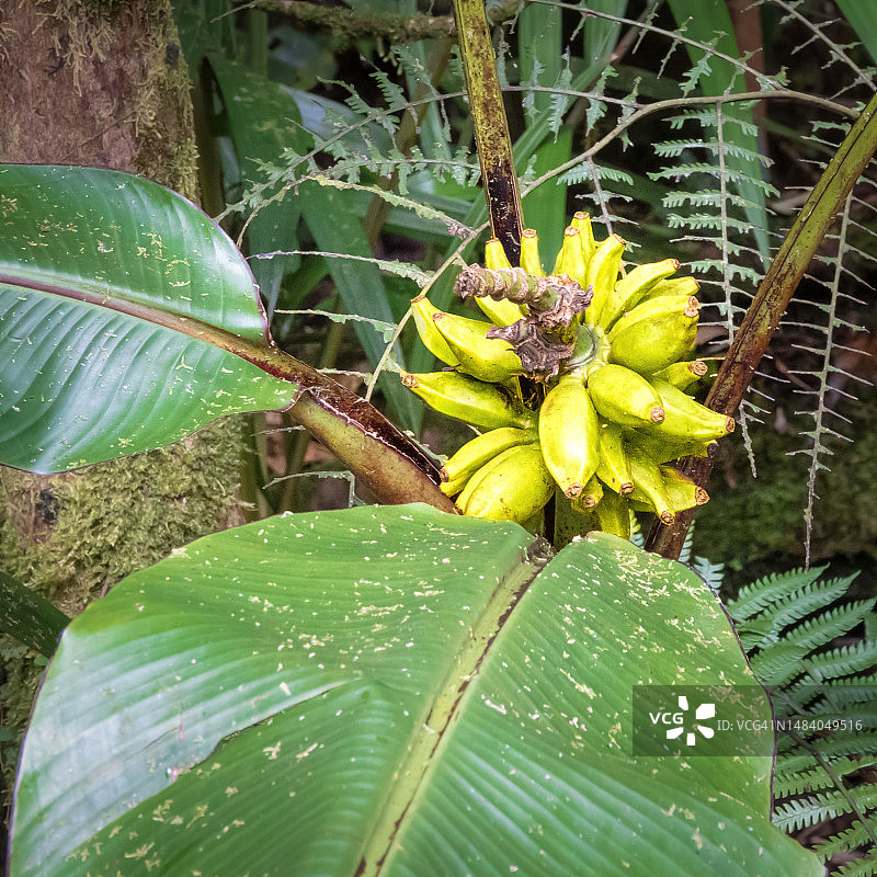 马来西亚婆罗洲野生香蕉图片素材