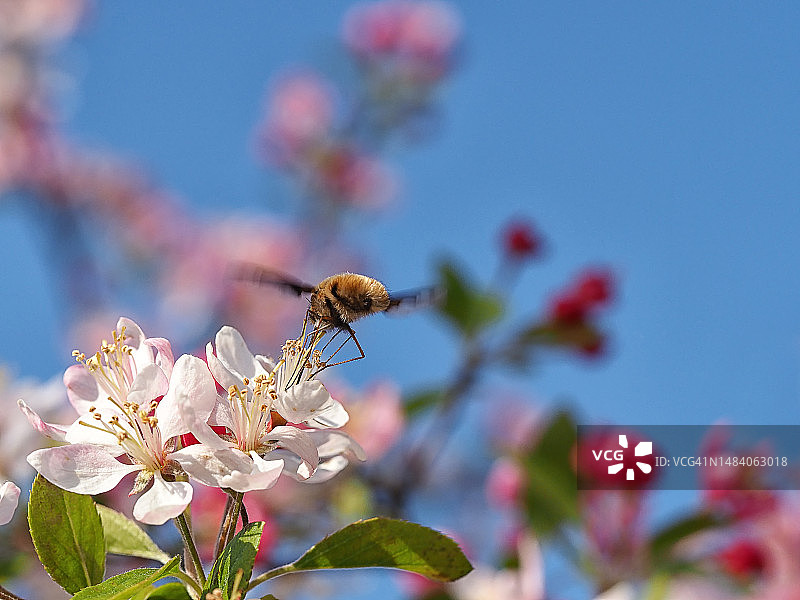 苹果花上的蜂虻图片素材