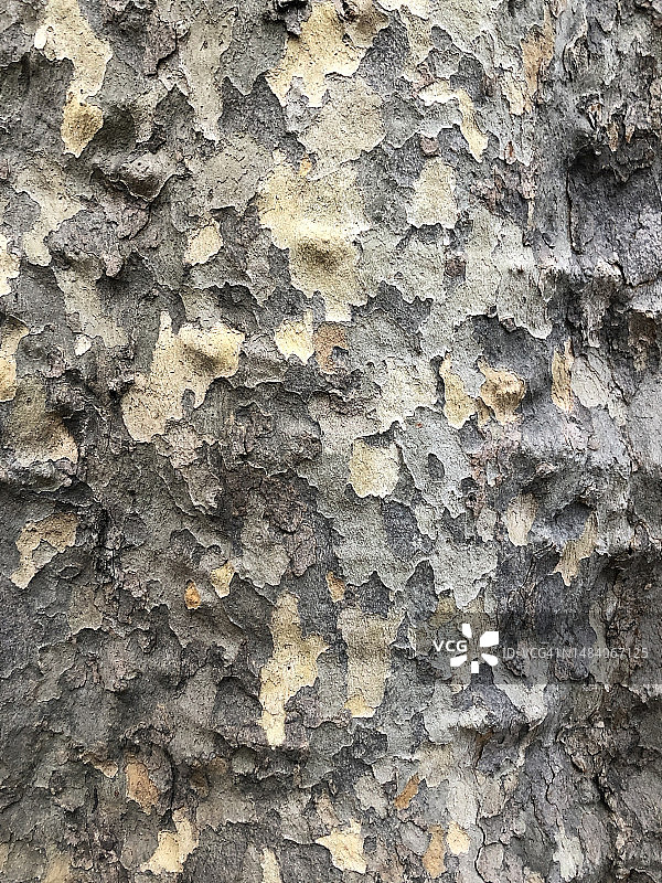 带有纹理的树皮图片素材