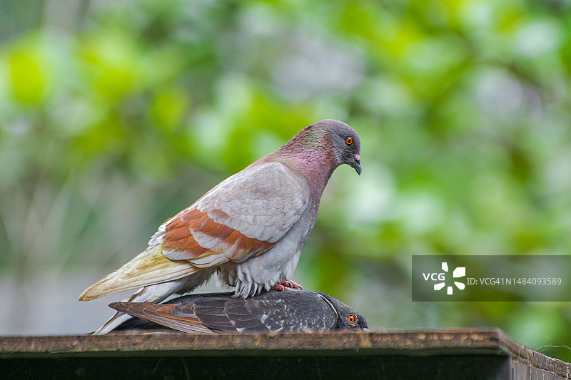 屋顶上两只鸽子交配的特写图片素材