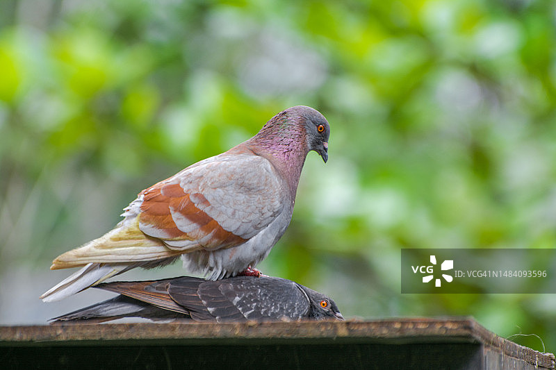 屋顶上两只鸽子交配的特写图片素材