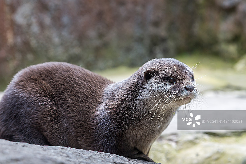 欧亚水獭图片素材