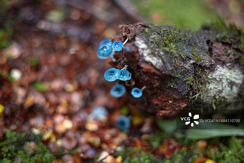 塔斯马尼亚雨林中的蓝色伞菌图片素材