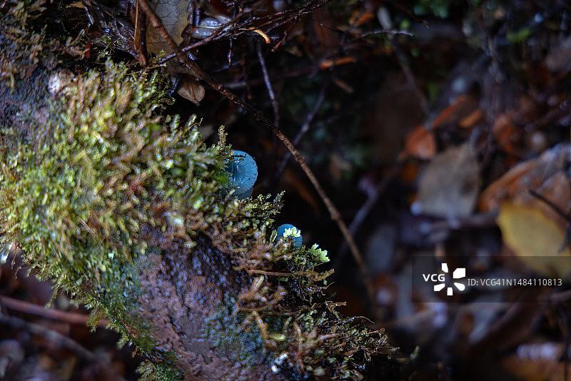 蓝色蘑菇伞盖图片素材