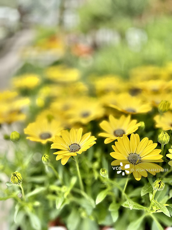盛开的黄色海角雏菊（骨朵花）植物，特写图片素材