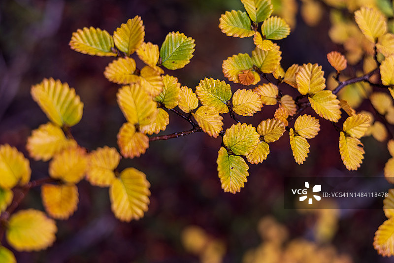秋季变黄的塔斯马尼亚水青冈树叶图片素材