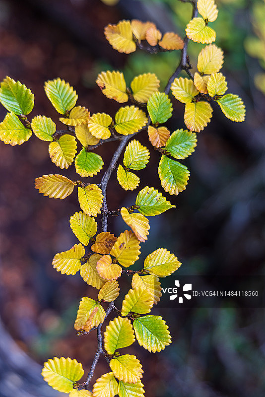 塔斯马尼亚水青冈的黄色秋叶图片素材