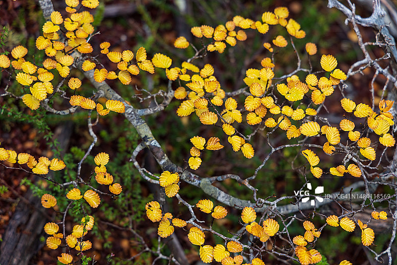 秋季变黄的塔斯马尼亚水青冈树叶图片素材
