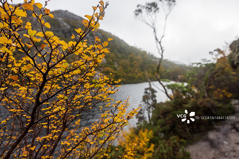 摇篮山火山口湖秋季水青冈树图片素材