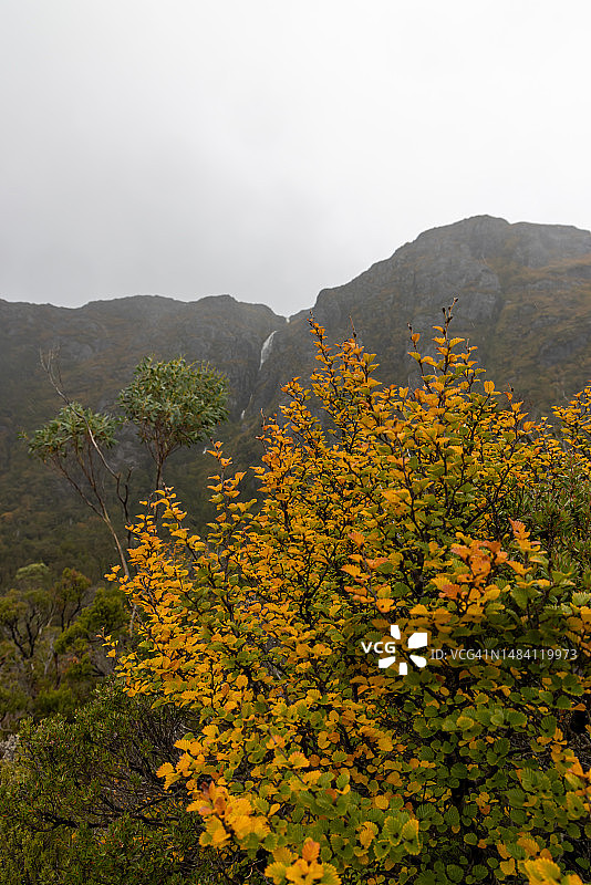 摇篮山秋季瀑布和水青冈树图片素材