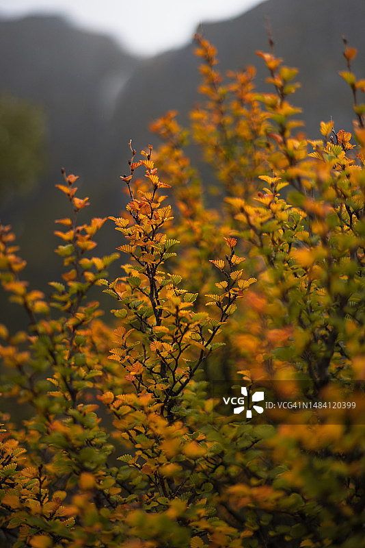 摇篮山-塔斯马尼亚国家公园的秋天图片素材