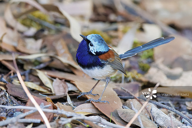 红翅细尾鹩莺（西澳大利亚）图片素材