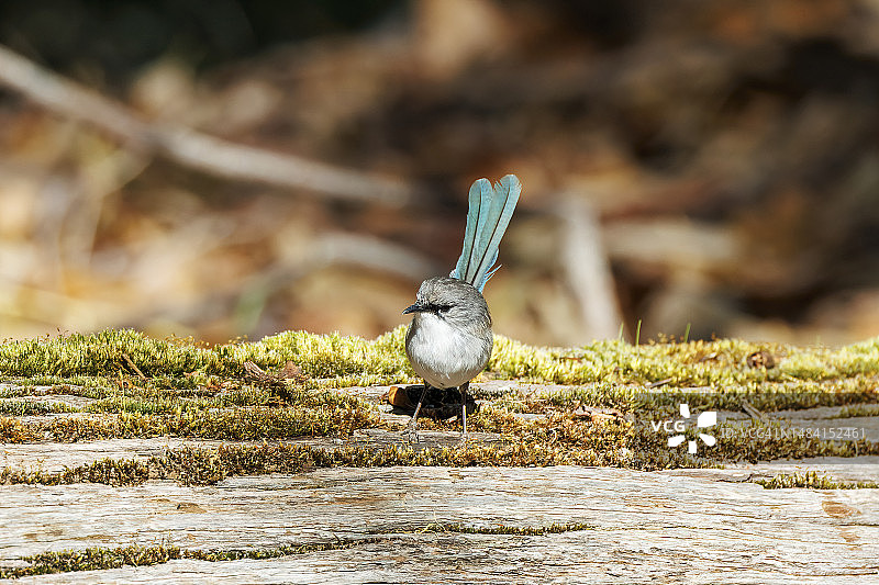 红翅细尾鹩莺（西澳大利亚）图片素材