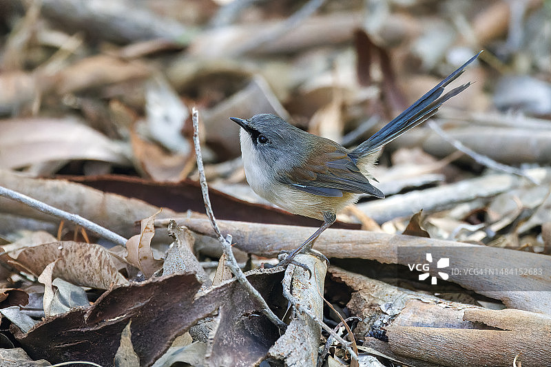 红翅细尾鹩莺（西澳大利亚）图片素材