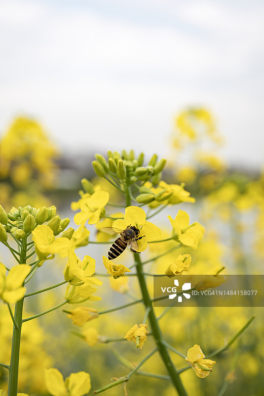 蜜蜂采集油菜花花蜜图片素材