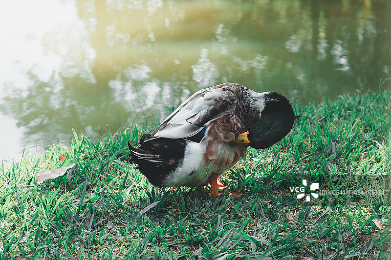 鸭子在岸边抖动羽毛图片素材