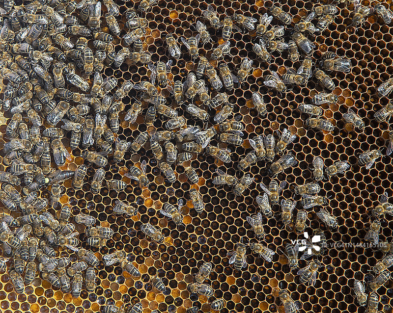 蜂箱框架里有太多的蜜蜂图片素材
