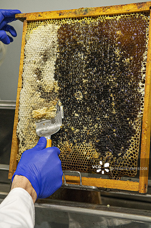 养蜂人收集蜂巢框架上的蜂蜡图片素材