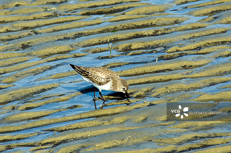 泥滩中的半蹼滨鹬图片素材