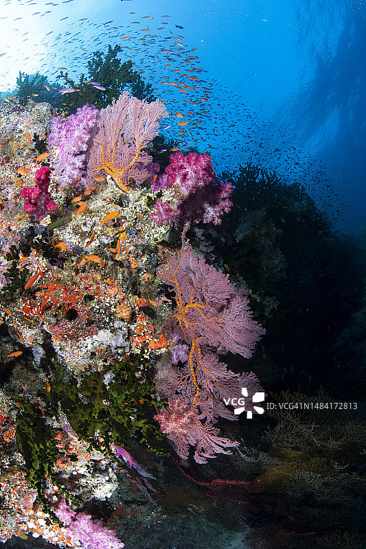 珊瑚礁头部与周围游动的许多花鮨鱼图片素材