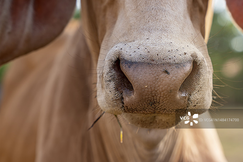 奶牛口鼻特写图片素材