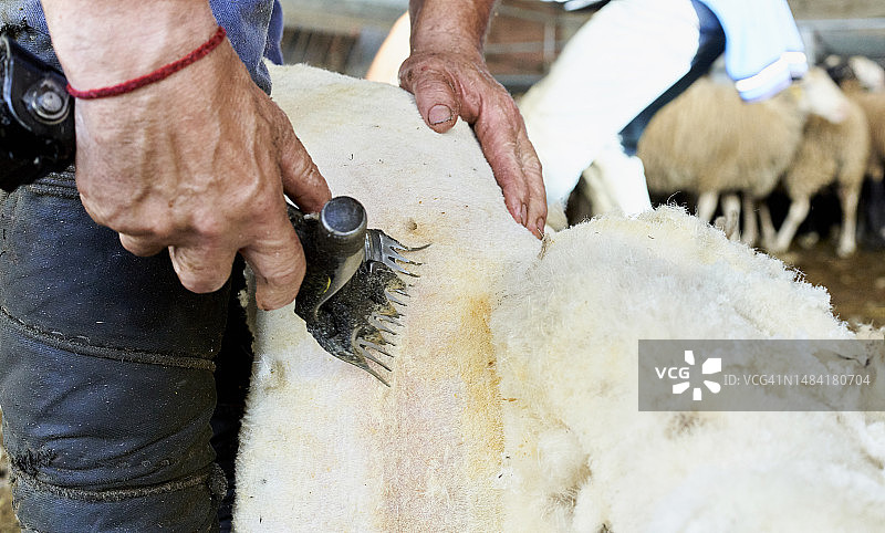 职业剪羊毛工用电动推剪给羊剪毛，农场工人在后台检查羊群图片素材