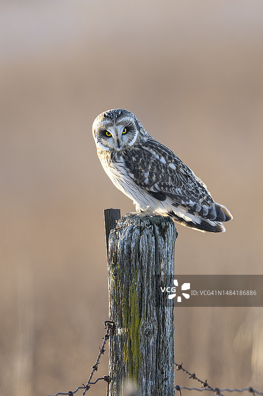 短耳鸮图片素材