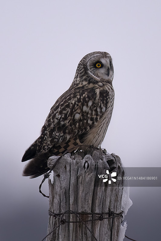 短耳鸮图片素材