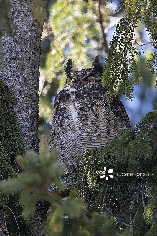 大角猫头鹰图片素材