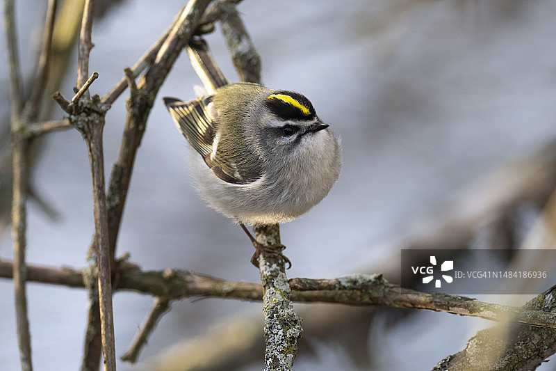 金冠戴菊图片素材