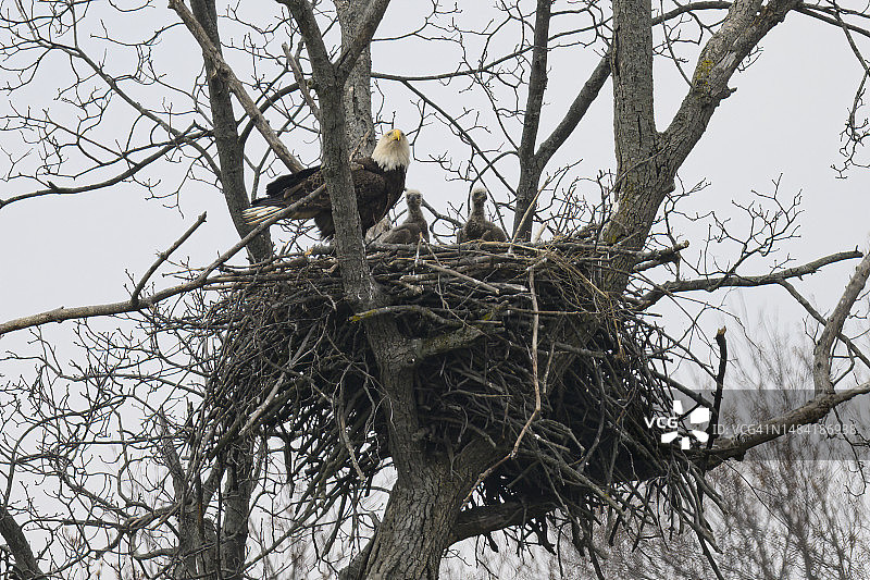 秃鹰在巢中与幼鹰图片素材
