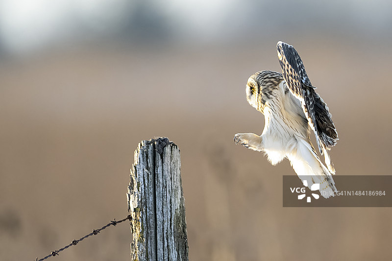 短耳鸮图片素材
