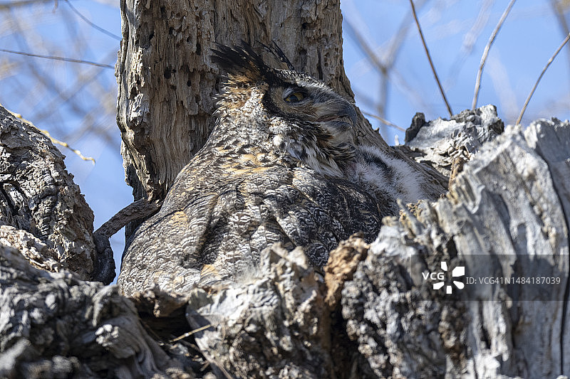 雕鸮和幼鸟图片素材