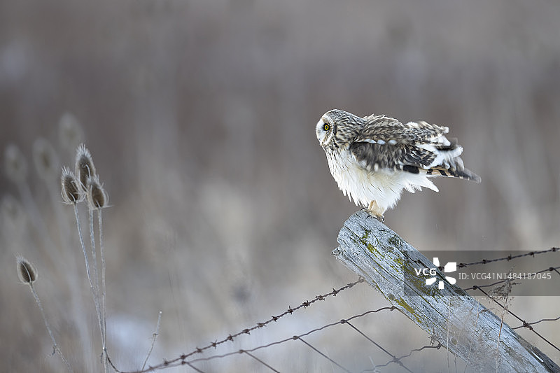 短耳鸮图片素材