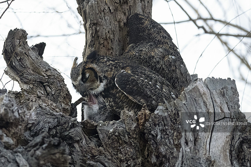 雕鸮和幼鸟图片素材